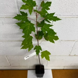 Silver Maple Tree Plant - Acer Saccharinum - 6-12 Inch Tall - Shade Tree