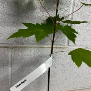 Silver Maple Tree Plant - Acer Saccharinum - 6-12 Inch Tall - Shade Tree