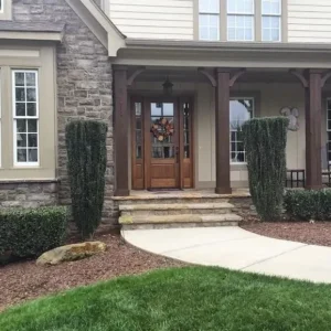 Sky Pencil Holly Plant - 2 Pack - 6-12 Inch - Evergreen Shrub