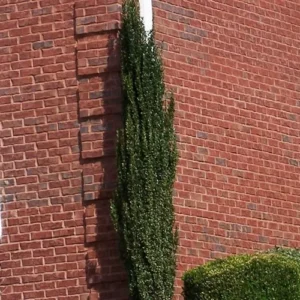 Sky Pencil Holly Plant - 2 Pack - 6-12 Inch - Evergreen Shrub