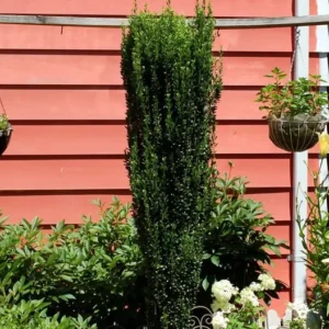 Sky Pencil Holly Plant 6-12 Inch Tall - Narrow Evergreen Shrub - Quart Pot