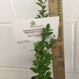 Sky Pencil Holly Plant 6-12 Inch Tall - Narrow Evergreen Shrub - Quart Pot