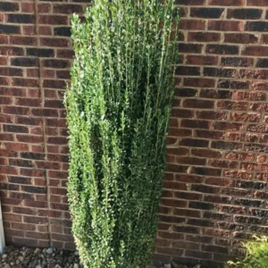 Sky Pencil Holly Plant 6-12 Inch Tall - Narrow Evergreen Shrub - Quart Pot