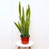 Snake Plant Large Sansevieria Yellow Air Purifier 6 Inch Pot