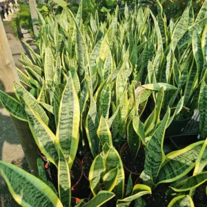 Snake Plant Large Sansevieria Yellow Air Purifier 6 Inch Pot