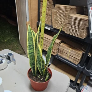 Snake Plant Large Sansevieria Yellow Air Purifier 6 Inch Pot