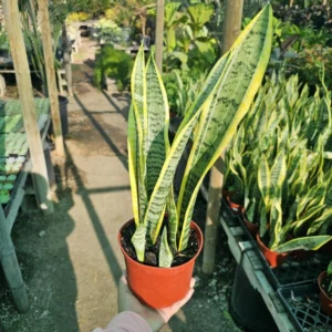 Snake Plant Large Sansevieria Yellow Air Purifier 6 Inch Pot