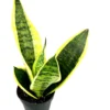 Snake Plant Sansevieria Futura Superba 4" Pot Air Purifying Houseplant
