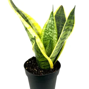 Snake Plant Sansevieria Futura Superba 4" Pot Air Purifying Houseplant