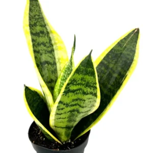 Snake Plant Sansevieria Futura Superba 4
