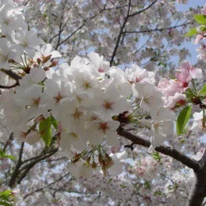 Snowgoose Flowering Cherry Tree Potted Plant 6-12 Inch