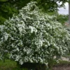 Snowmound Spirea Plant - Flowering Shrub - 6-12 Inch Size - Quart Pot