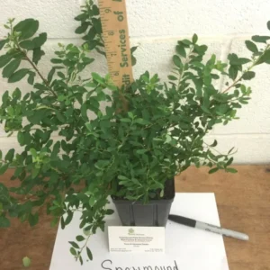 Snowmound Spirea Plant - Flowering Shrub - 6-12 Inch Size - Quart Pot