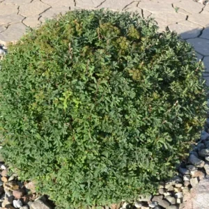 Snowmound Spirea Plant - Flowering Shrub - 6-12 Inch Size - Quart Pot