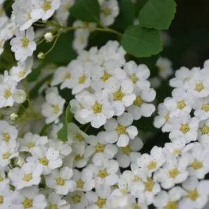 Snowmound Spirea Plant - Flowering Shrub - 6-12 Inch Size - Quart Pot
