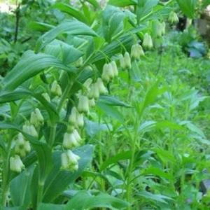 Solomons Seal Plant Bare Root - 20 Organic Polygonatum Biflorum Transplants