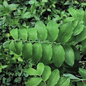 Solomons Seal Plant Bare Root - 20 Organic Polygonatum Biflorum Transplants