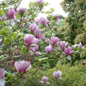 Soulangeana Magnolia Tree Live Plant 6-12" Early Spring Bloomer