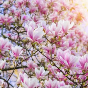 Soulangeana Magnolia Tree Live Plant 6-12