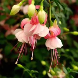 Southgate Fuchsia Plant Live Hummingbird Attracting Mother's Day Gift Flowering Plant