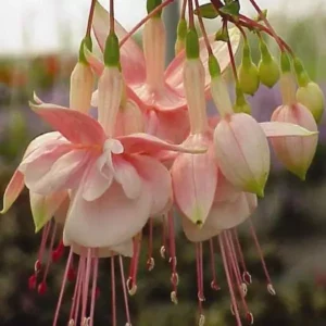 Southgate Fuchsia Plant Live Hummingbird Attracting Mother's Day Gift Flowering Plant