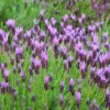 Spanish Lavender Otto Quast Plant Live Shrub - 1 Gallon Fragrant Purple and Green