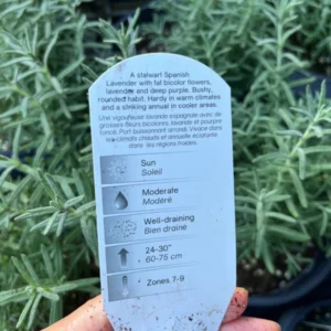 Spanish Lavender Otto Quast Plant Live Shrub - 1 Gallon Fragrant Purple and Green