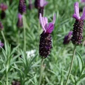 Spanish Lavender Otto Quast Plant Live Shrub - 1 Gallon Fragrant Purple and Green