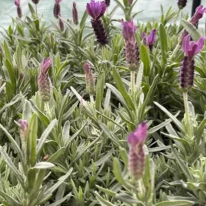 Spanish Lavender Otto Quast Plant Live Shrub - 1 Gallon Fragrant Purple and Green