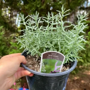 Spanish Lavender Otto Quast Plant Live Shrub - 1 Gallon Fragrant Purple and Green