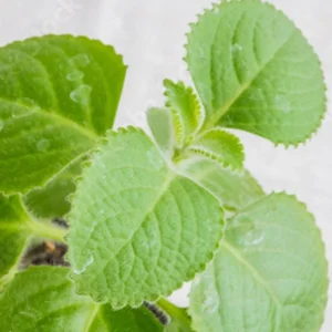 Spanish Thyme Herb Plant 5 inch Height 4 inch Pot Culinary Herb