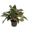 Sparkling Sarah Chinese Evergreen Plant 6 inch Pot - Aglaonema Low Light