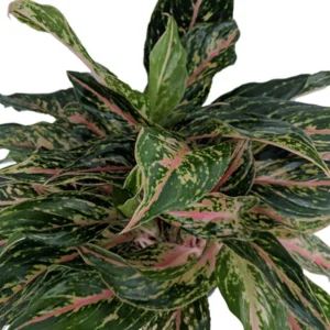 Sparkling Sarah Chinese Evergreen Plant 6 inch Pot - Aglaonema Low Light