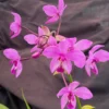 Spathoglottis plicata Terrestrial Orchid - Easy Grow Pink Flowers 3" Pot