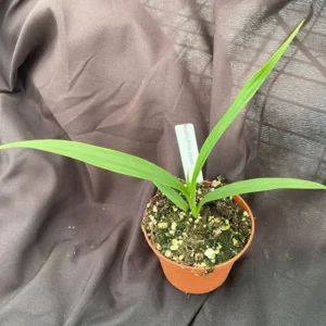 Spathoglottis plicata Terrestrial Orchid - Easy Grow Pink Flowers 3