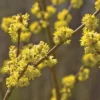 Spice Bush Plant Lindera Benzoin - 6-12 Inch Tall Qt Pot - Pond Berry Shrub