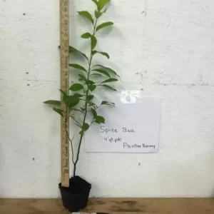 Spice Bush Plant Lindera Benzoin - 6-12 Inch Tall Qt Pot - Pond Berry Shrub