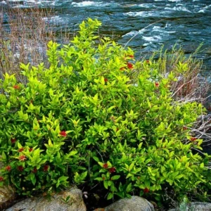 Spice Bush Plant Lindera Benzoin - 6-12 Inch Tall Qt Pot - Pond Berry Shrub
