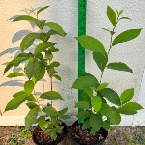 Spicebush Plant Lindera Benzoin - Northern Bush - Gallon Pot Size