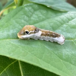 Spicebush Plant Lindera Benzoin - Northern Bush - Gallon Pot Size