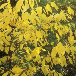 Spicebush Plant Lindera Benzoin - Northern Bush - Gallon Pot Size