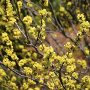 Spicebush Plant Lindera Benzoin - Northern Bush - Gallon Pot Size