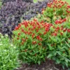 Spigelia Apple Slices Perennial Plant 5.25 Inch Pot Red Flowers Native