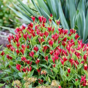 Spigelia Apple Slices Perennial Plant 5.25 Inch Pot Red Flowers Native
