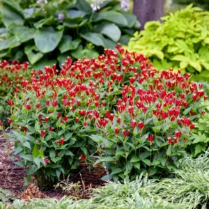 Spigelia Apple Slices Perennial Plant 5.25 Inch Pot Red Flowers Native