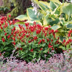 Spigelia Apple Slices Perennial Plant 5.25 Inch Pot Red Flowers Native