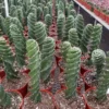 Spiral Cactus Plant Cereus Forbesii Spiralis - 3.5in Rare Rooted Cactus