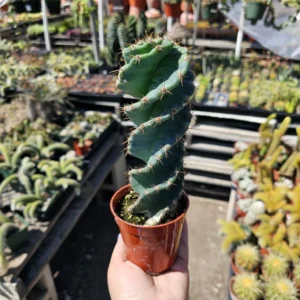 Spiral Cactus Plant Cereus Forbesii Spiralis - 3.5in Rare Rooted Cactus