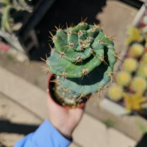 Spiral Cactus Plant Cereus Forbesii Spiralis - 3.5in Rare Rooted Cactus