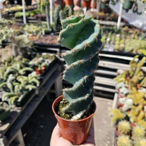 Spiral Cactus Plant Cereus Forbesii Spiralis - 3.5in Rare Rooted Cactus